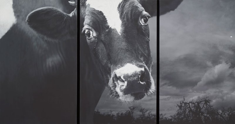Abbas Kiarostami, Crying Bull, 2012