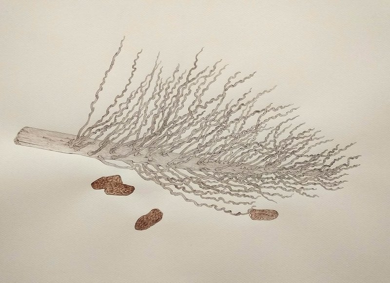 Afsaneh Moradi, Date Branch, 2022