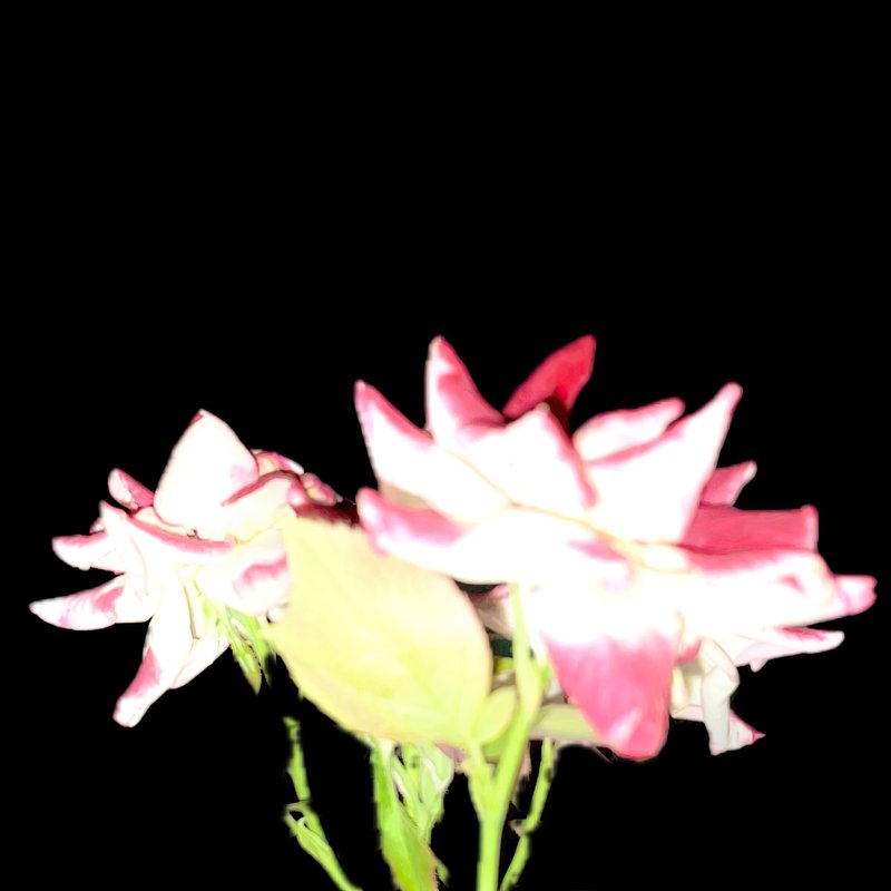 Fresh-Cut Flowers