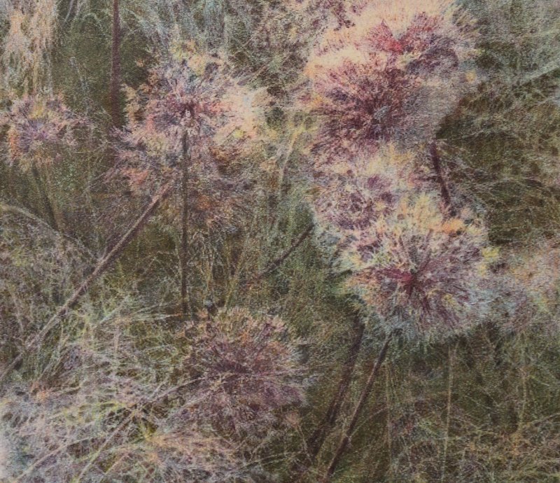 Fatemeh Shakouri, Dandelion 2, 2024