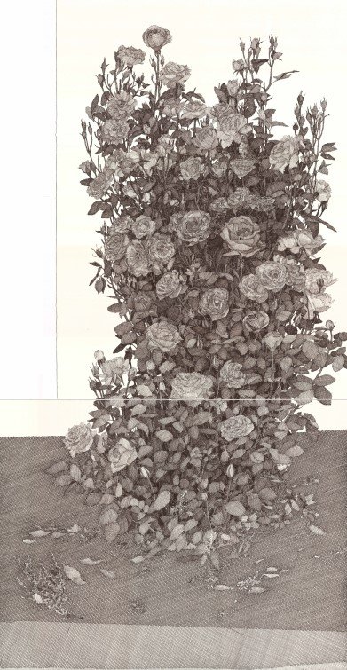 Kasra Golrang, Untitled, 0
