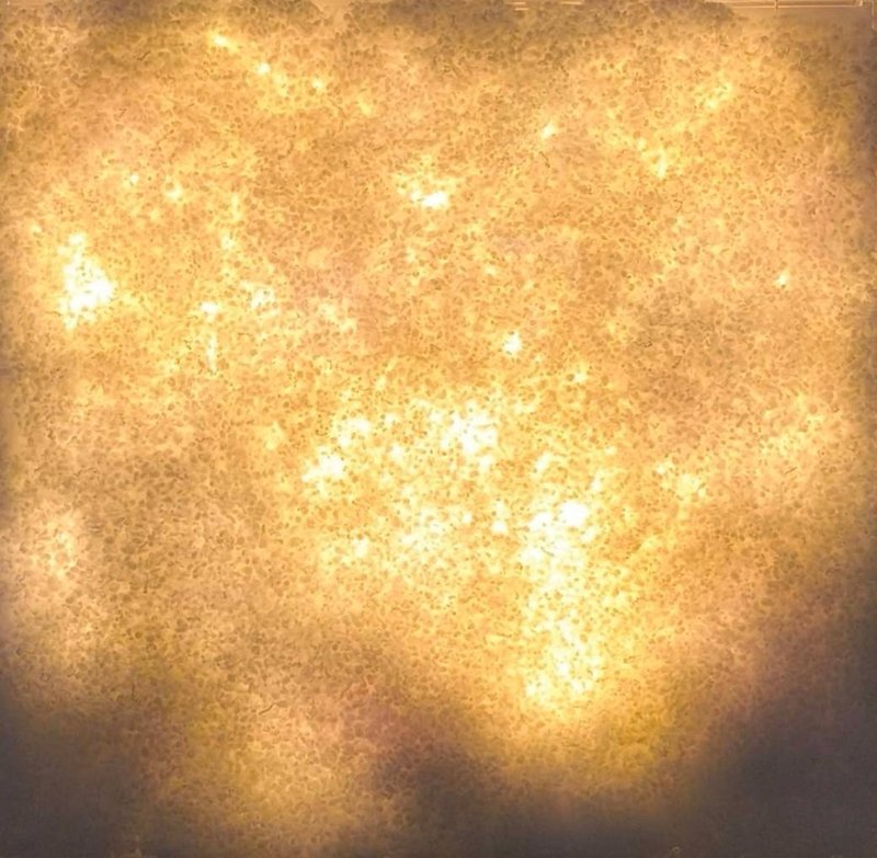 Aboo Shahi, Untitled, 2024