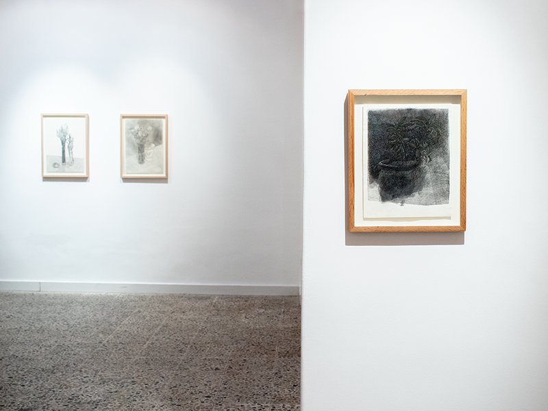 Plants in Continuance, installation view