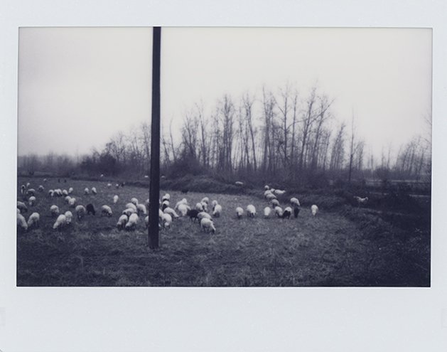 Mehrdad Afsari, Untitled, 0