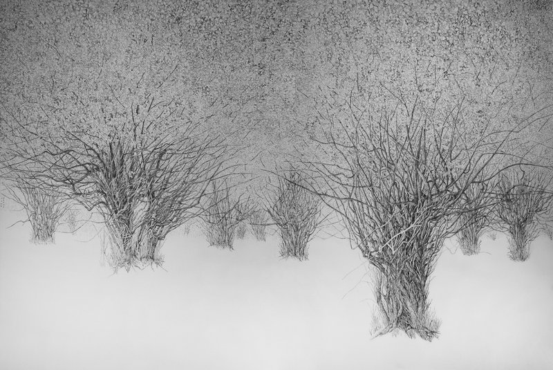 Mahsa Arabzadeh, Untitled, 2023