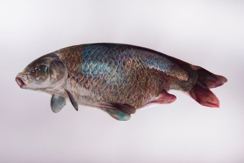 Mirmohamad Fatahi, Rainbow Carp, 2020