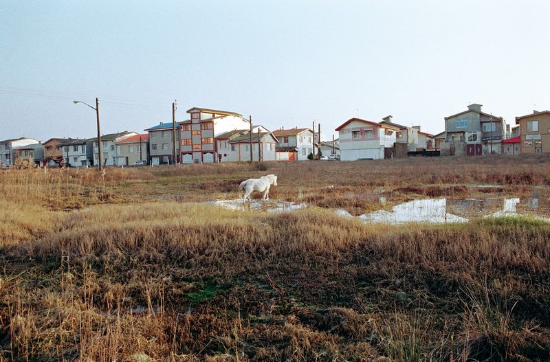 Mehdi Moradpour, Qazvin Province, Zibashahr, 2017