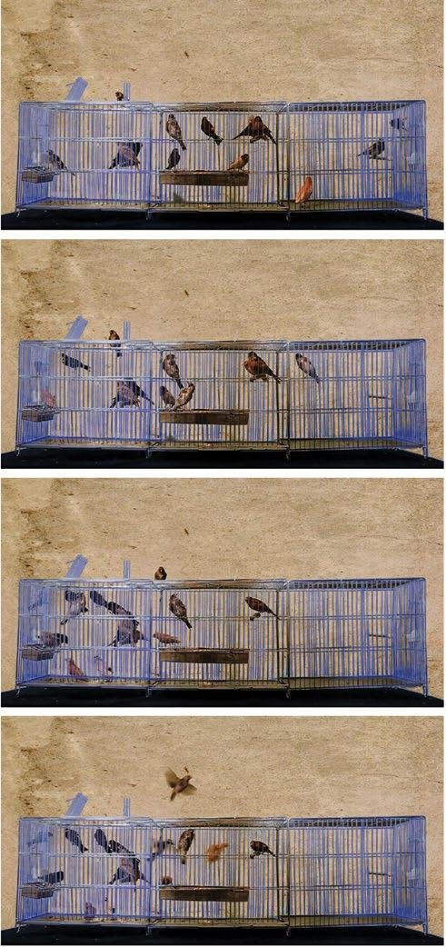 Morteza Ahmadvand, Simorgh, 2012