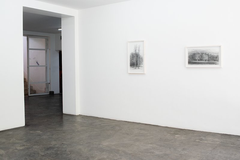 Always the Same Tree, installation view