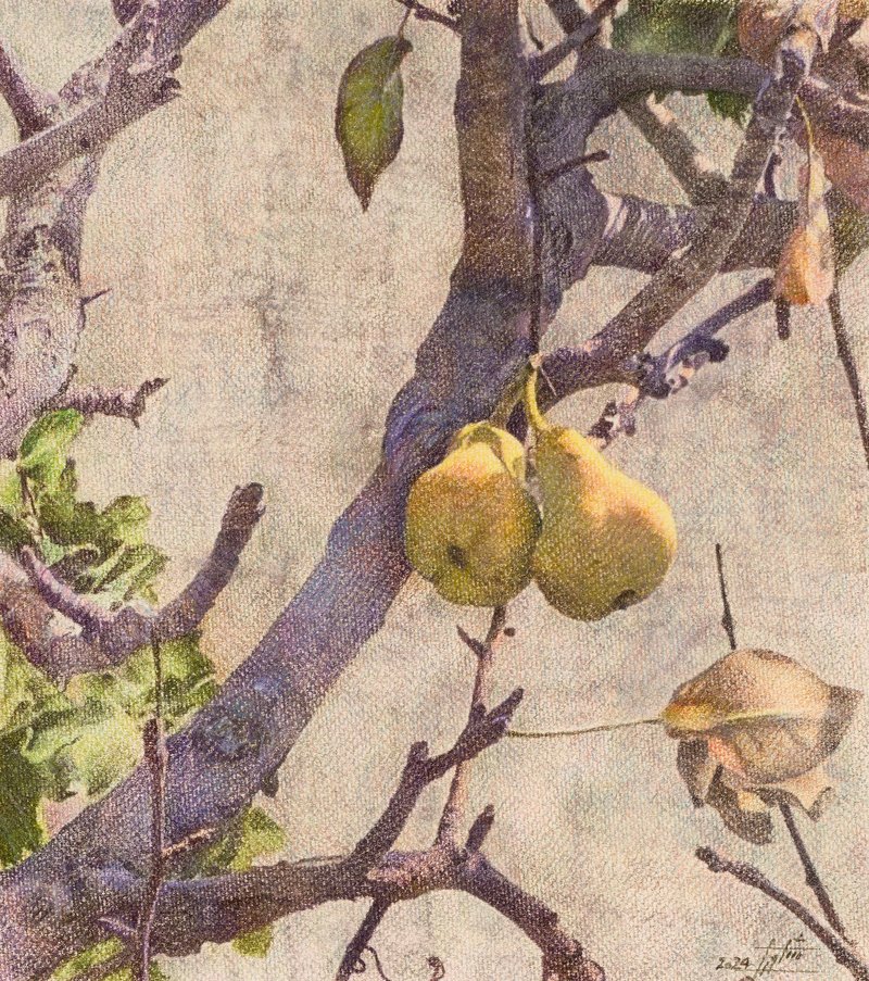 Fatemeh Shakouri, Pear Trees 2, 2024