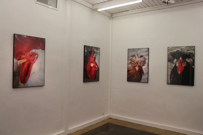 His Excellency the Cock, installation view