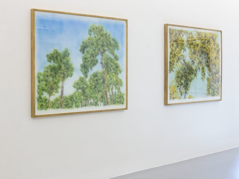 Under Preceding Trees, installation view