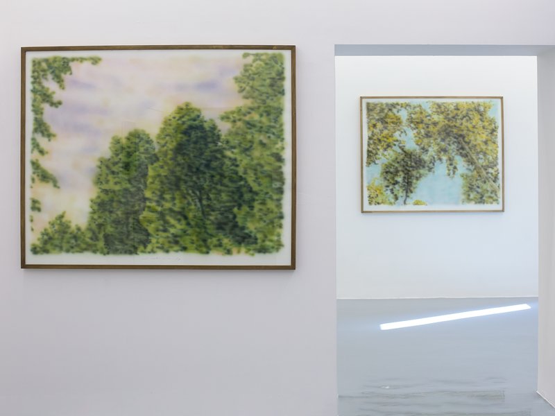 Under Preceding Trees, installation view