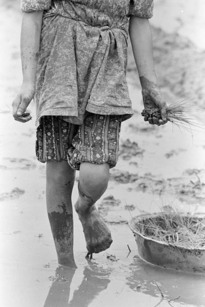Sasan Moayyedi, Rasht, 1987