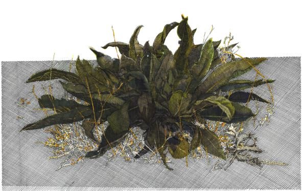 Kasra Golrang, Mullein, 2022