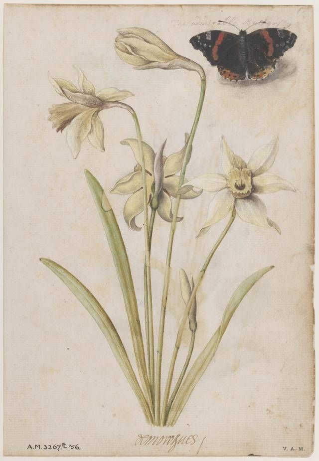 Renaissance Watercolors