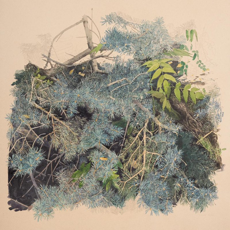 Kasra Golrang, Blue Spruce, 2023