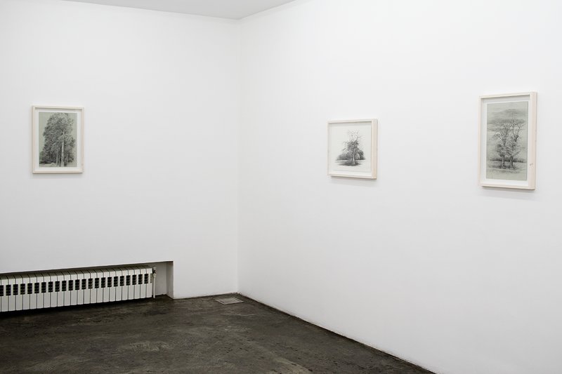 Always the Same Tree, installation view