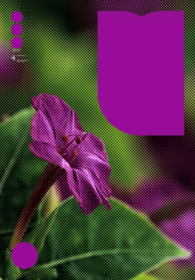 Tulip