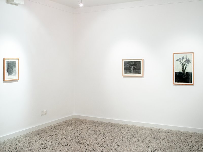 Plants in Continuance, installation view