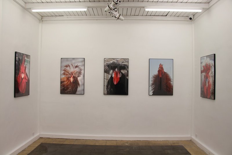 His Excellency the Cock, installation view