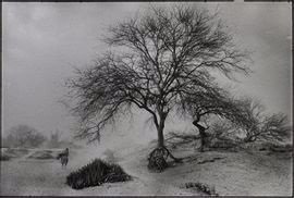 Abbas Attar, Oapan, Mexico, A Woman in a Dust Storm, a Walking Tree, Village of San Augustin de Oapan, 1985