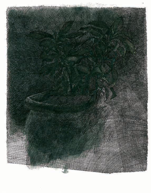 Kasra Golrang, Plants on the Pot, 2019